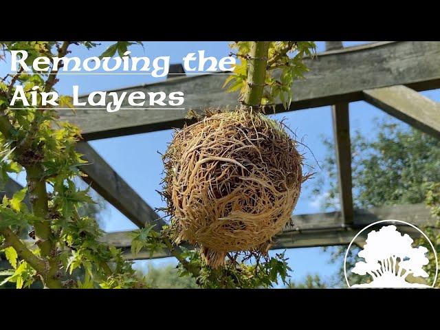 Removing the Air Layers from the Koto Hime Part 3 ... - Greenwood Bonsai