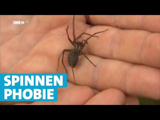 Fluch und Segen: Spinnen im eigenen Haus