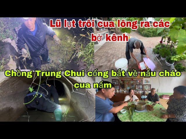 #479Lũ lụt trôi cua lông ra bờ kênh,Chồng Trung chui Cống bắt về nấu cháo Cua Nấm,Ba mẹ Thích mê