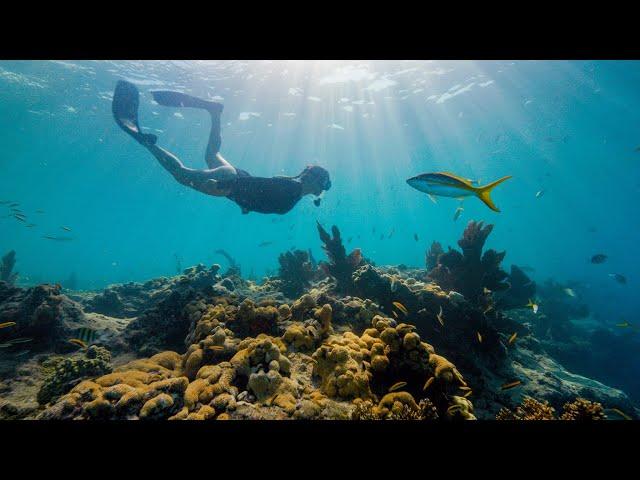 Florida's Coral Reef - Ours to Protect Together