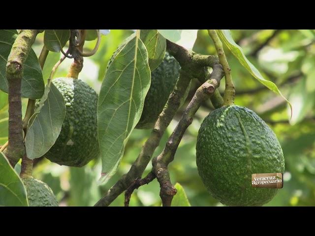 Veracruz Agropecuario - Manejo de Huerto de Aguacate Hass en Xico, Veracruz