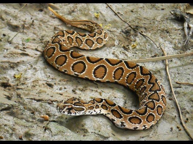 Russell's Viper - One Of The  Most Venomous  Snakes Of The World