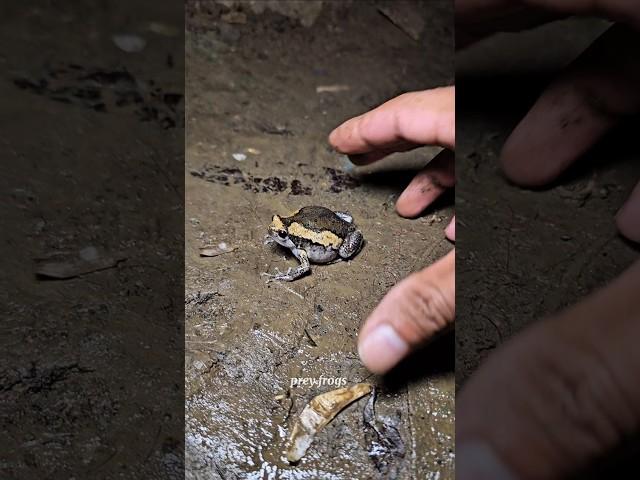 Big and small frog #frog #funny #funnyanimal #fun #animals #funnyfrog #wildlife #funnyvideo #shorts