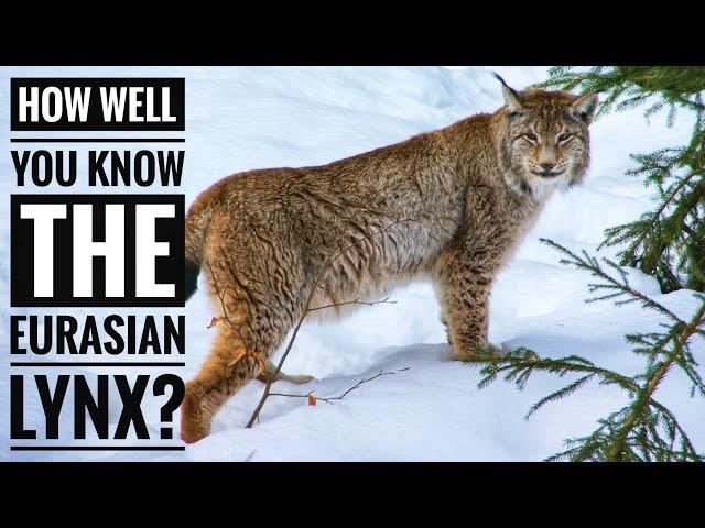 Eurasian Lynx || Description, Characteristics and Facts!