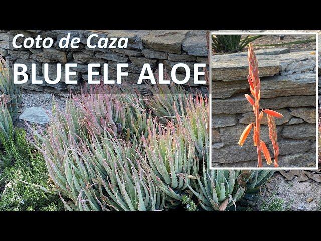 BLUE ELF ALOE succulent, identification, care, flowers, propagation or Aloe Blue Elf in Coto de Caza