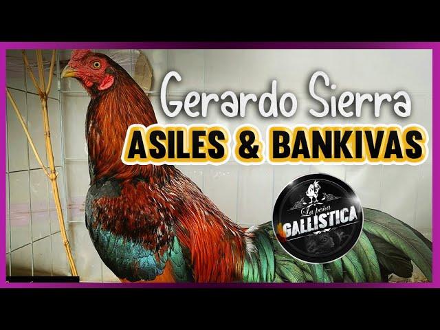 gerardo sierra-