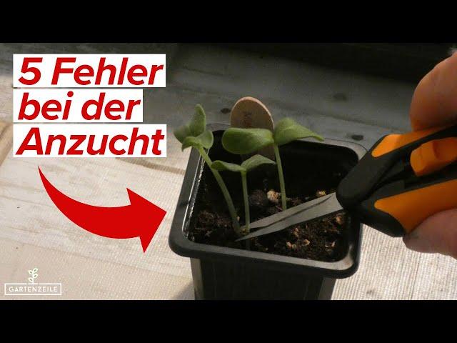 Vermeide diese 5 Fehler bei der Anzucht von Tomaten, Gurken, Paprika und Co