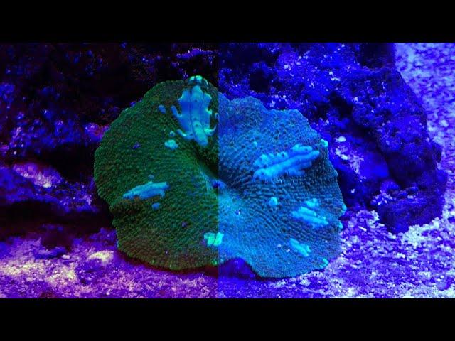 Remove the Blue in your Reef Aquarium Photos Using free APP Snapseed the picture edit aplication