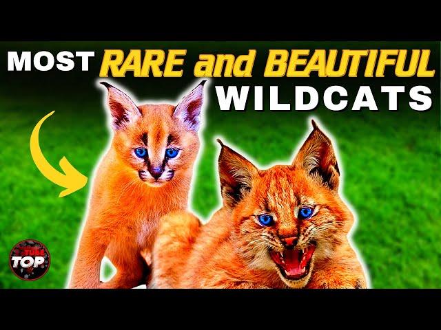 10 Most Rarest Wild Cats in The World and the most beautiful