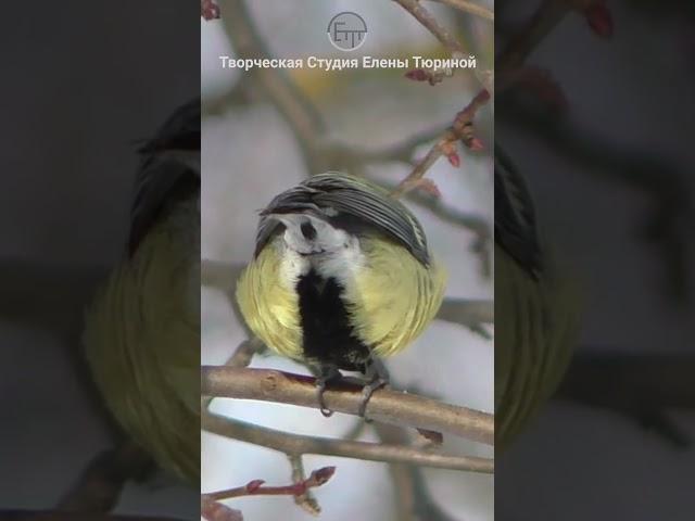 Seeds for tit #shorts #titmouse #nature