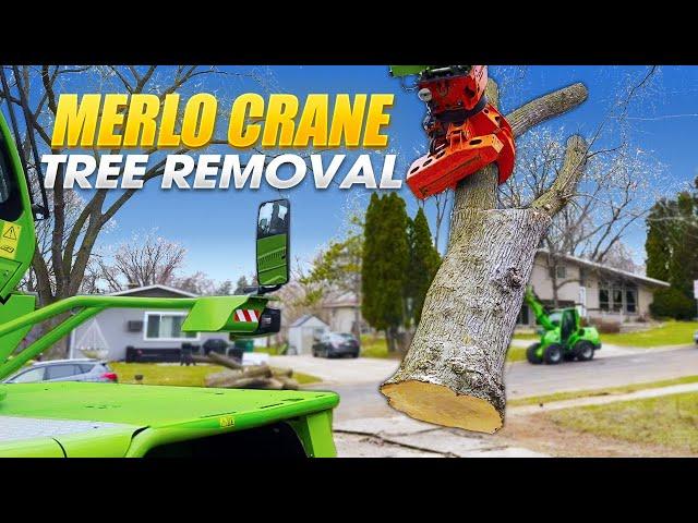 Merlo Crane does the work! Giant Maple Takedowns and Tree Service