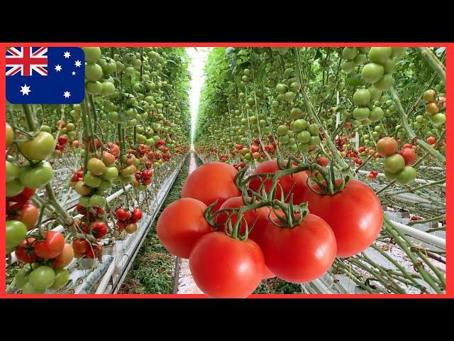 INTELLIGENT TOMATO FARM IN AUSTRALIA I Trang trại cà chua ở Úc I Úc Vlog