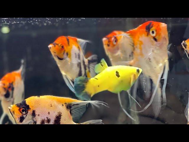 Can angelfish and mollies live together? can molly fish and angelfish share the same fish tank?