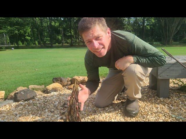 Most Interesting Weed Killer Experiment I've Tried