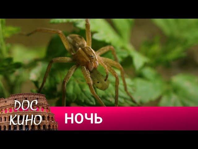 НОЧЬ ДОКУМЕНТАЛЬНОЕ КИНО  2023