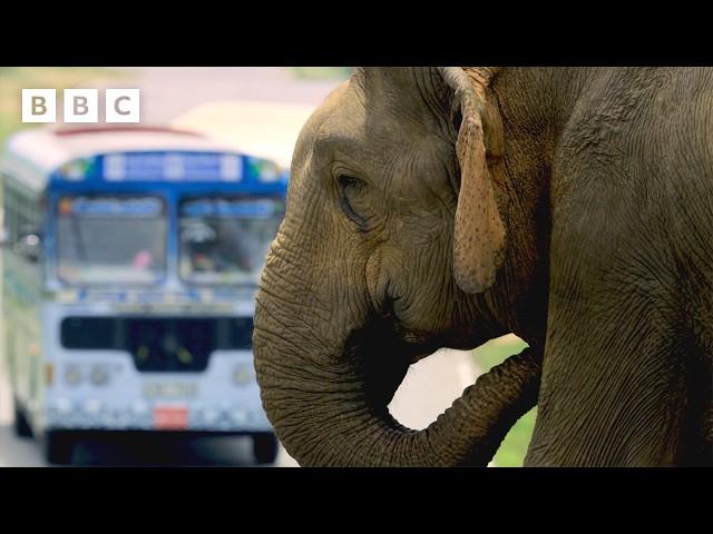 Elephant's clever trick for getting more snacks | Asia - BBC