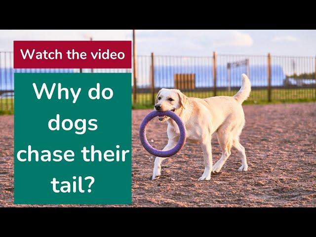 Why do dogs chase their tail?