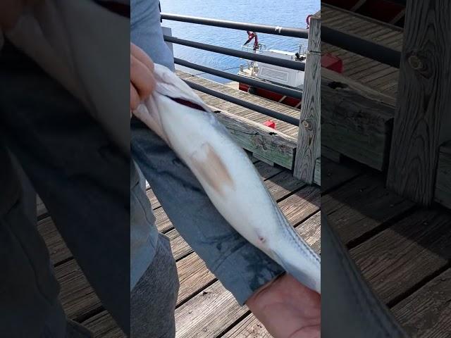 Juniors Striper! #fishing #fishingvideo #likeandsubscribe #funny #stripedbass #shorts #saltwater