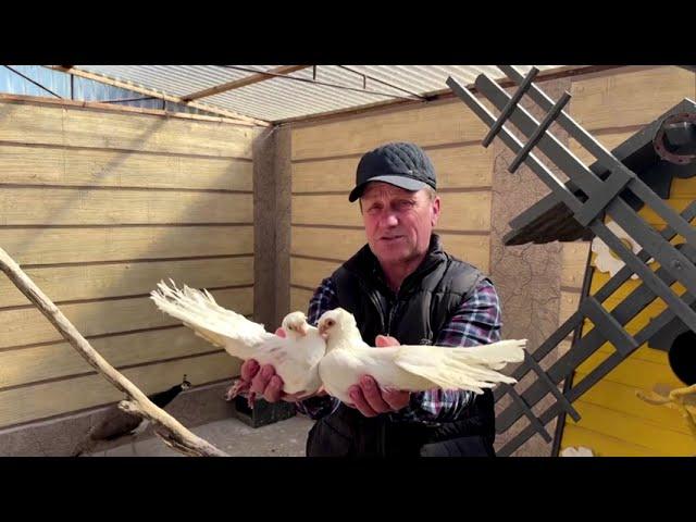 Moldovan pigeons bring peace to Ukrainian refugees