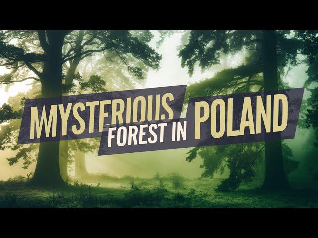 Mysterious Crooked Forest Poland | the real truth behind the crooked forest