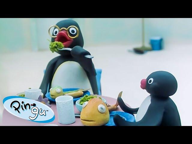 Pingu's Family  | Pingu - Official Channel | Cartoons For Kids