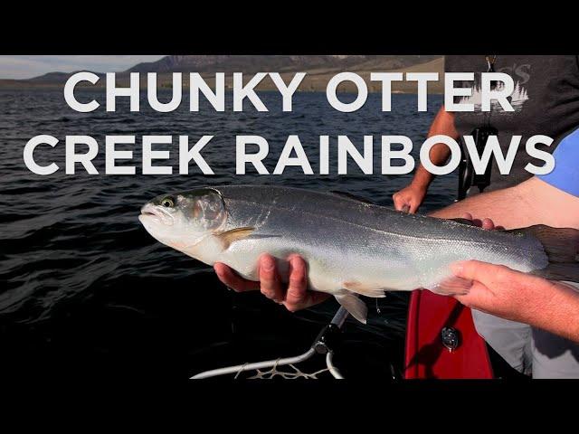 Catching Hard-Fighting Rainbow Trout at Otter Creek