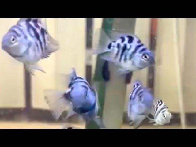 Complete Guide to Blue Polar Panda Parrot Cichlid Care: tank setup, tank mates, feeding and breeding