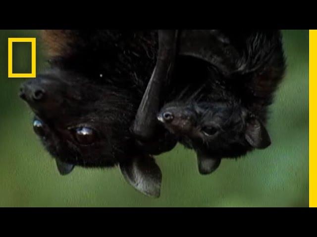 Meet the World's Biggest Bat | National Geographic