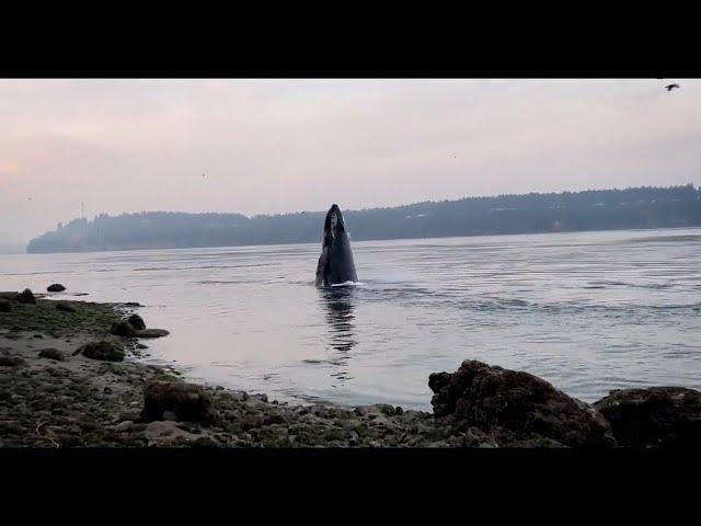 Humpbacks whales make a splashing comeback in Puget Sound