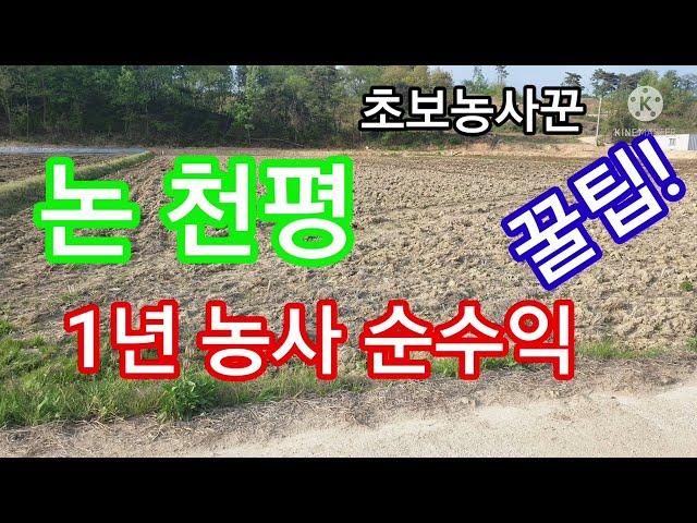 논천평 수익금 얼마?  /논농사 첫걸음/쌀농사 천평 수익금 계산해보자