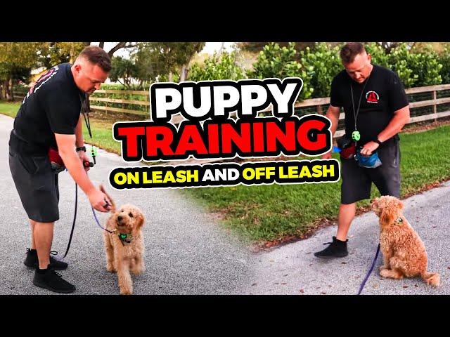 How to Walk Puppy On Leash and Off Leash Training