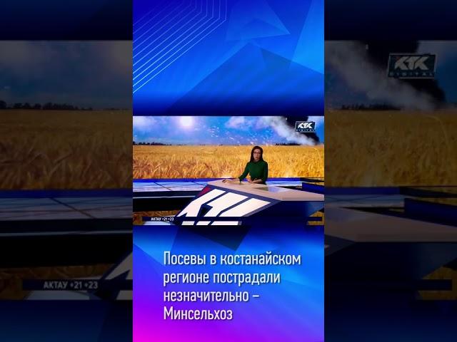 Посевы в костанайском регионе пострадали незначительно – Минсельхоз
