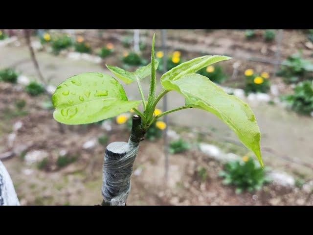 Apple Grafting On Pear Tree | Easy Grafting Technique With Result