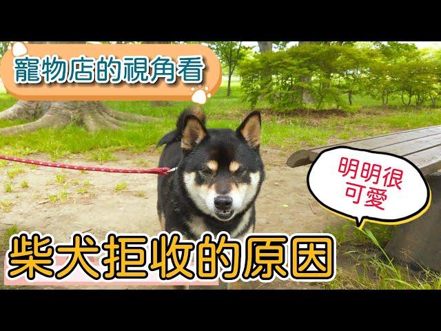 柴犬為什麼經常被拒收!? 寵物店的視角來看.你所不知道的柴柴!!