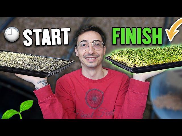 How To Grow Microgreens From Start To Finish (COMPLETE PROCESS)