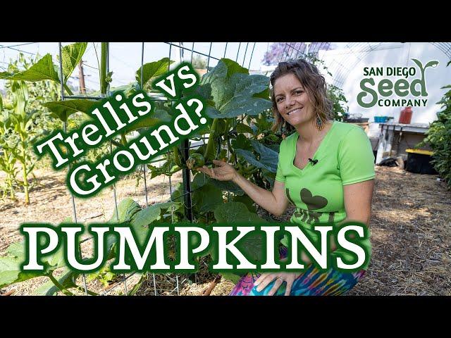 If you're growing pumpkins, here's what you need to know & a seed giveaway