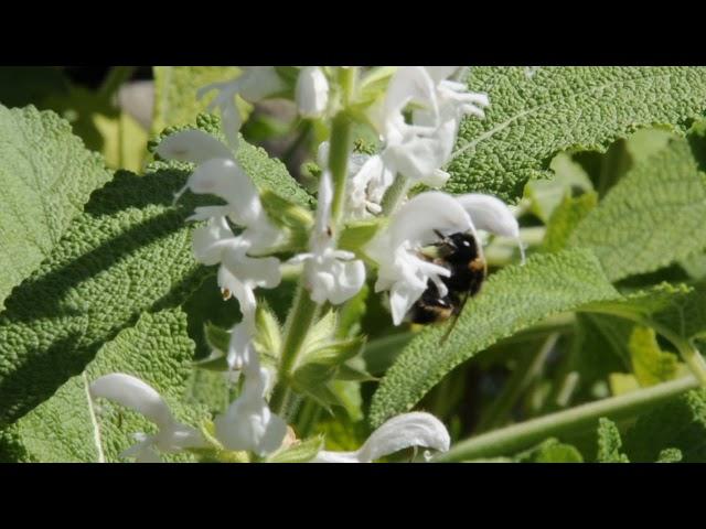 Impollinazione Salvia radula ai Giardini Botanici Hanbury 3/3