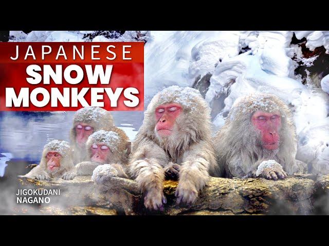 Japanese Snow Monkey Hot Spring Experience | Nagano  ONLY in JAPAN