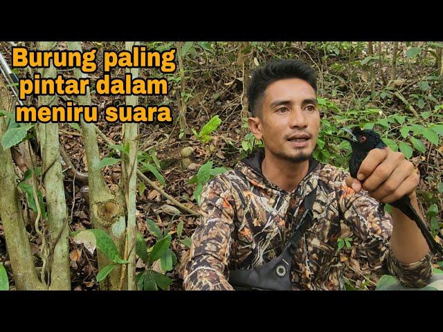 BURUNG SERIBU SUARA_PINTAR DAN BUAS