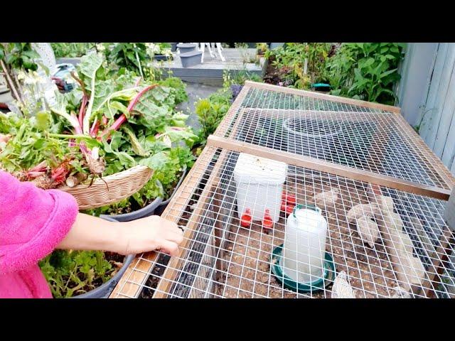 A Day In My Life Gardening UK Almost Self Sufficient Food Straight to The Kitchen Manila London