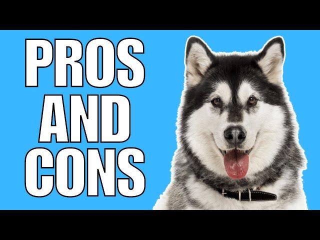 SIBERIAN HUSKY Pros & Cons (Shocking)