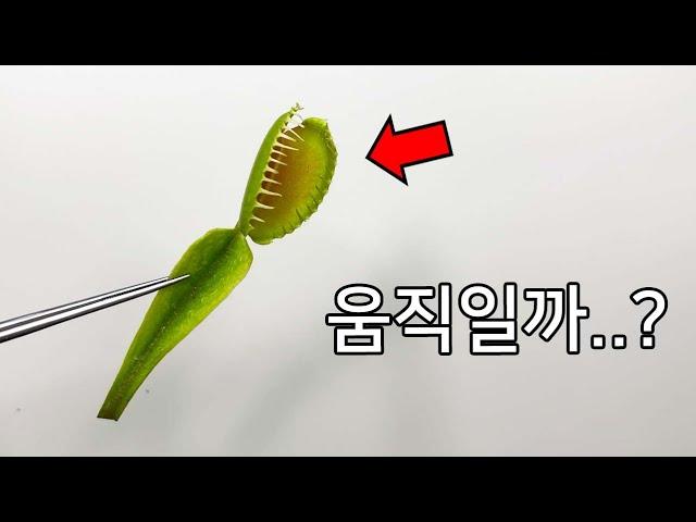 잘린 파리지옥도 움직일까?? - 식충식물 해부