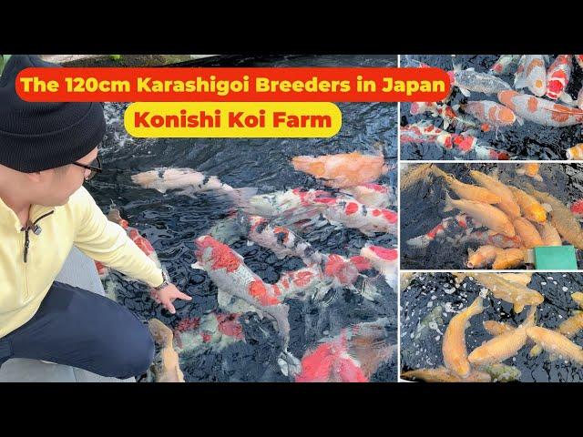 Konishi Koi Farm, the Koi breeder who breed the largest Karashigoi in the world