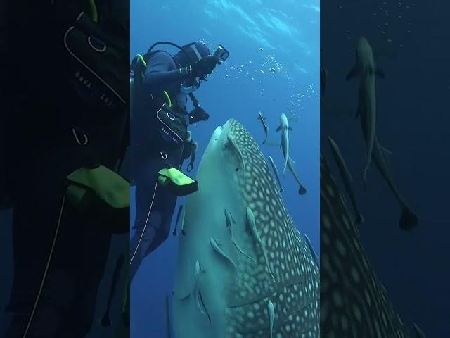 CLOSE ENCOUNTER WITH A WHALE SHARK