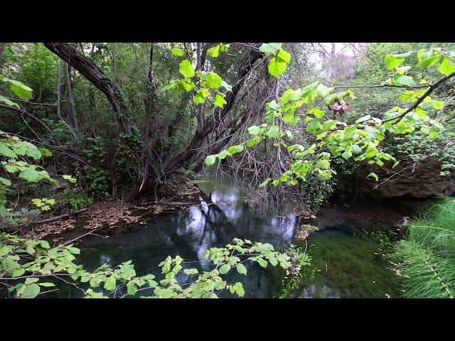 THE POND: AUTUMN SOUNDSCAPE / NATURE SOUNDS, WATER STREAM, RIVER SOUNDS, BIRDS SOUNDS, RIVER AMBIENT