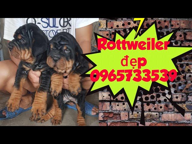 Chó Rott đẹp Trại Phú Quý