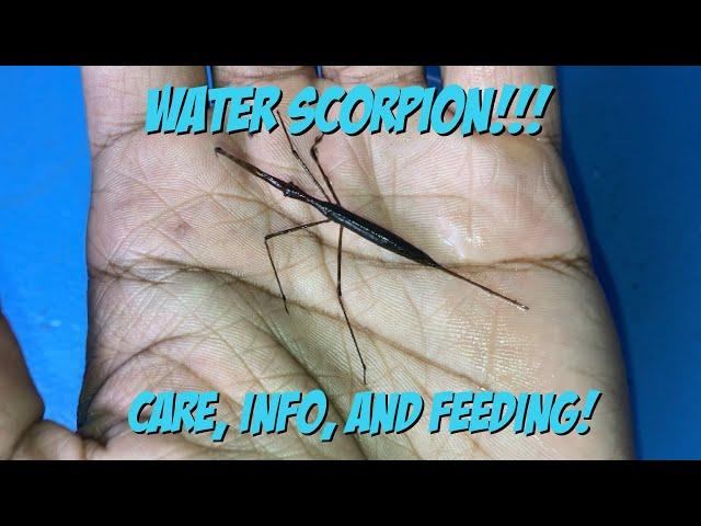 Water Scorpion Care, Info, And Feeding!