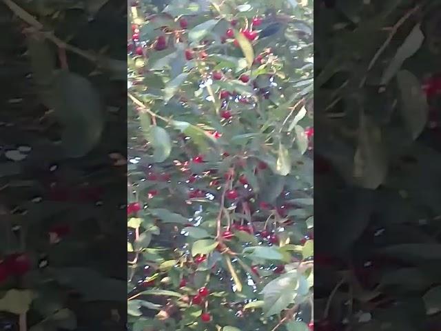 В Урюпинске поспели вишни.3 июля 2023г.