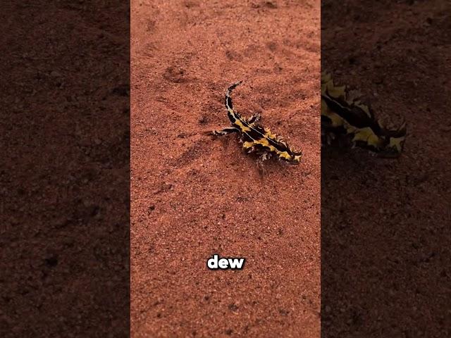 3 Animals That Don’t Need to Drink Water