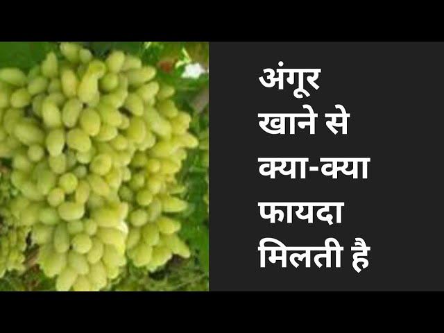 अंगूर खाने से क्या-क्या फायदा मिलती है ।। Dr Parma Kumar pandit